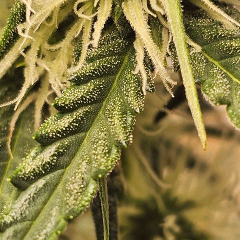 Runtz Autoflower growlog photo: Week of flower.