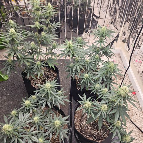 Runtz Autoflower growlog timeline photo