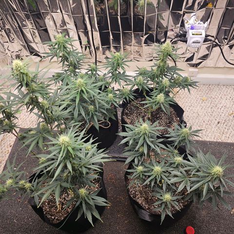 Runtz Autoflower growlog timeline photo