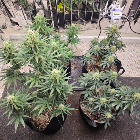 Runtz Autoflower growlog timeline photo