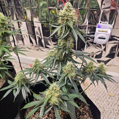 Runtz Autoflower growlog timeline photo