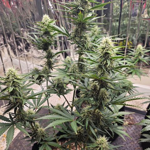 Runtz Autoflower growlog timeline photo