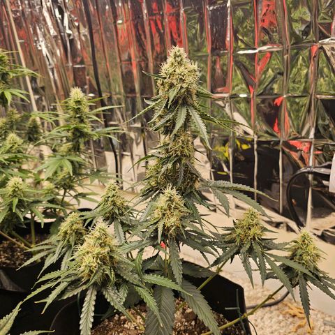 Runtz Autoflower growlog timeline photo