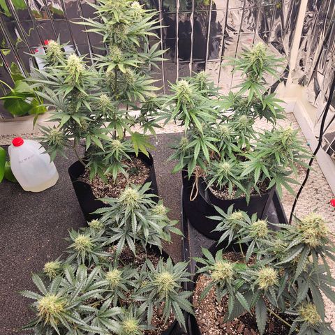 Runtz Autoflower growlog timeline photo