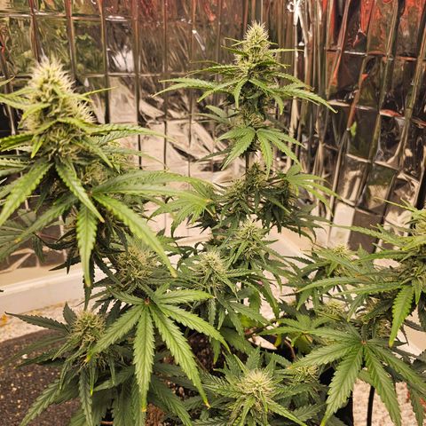 Runtz Autoflower growlog timeline photo