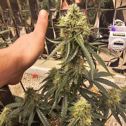 Runtz Autoflower growlog timeline photo