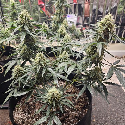Runtz Autoflower growlog timeline photo