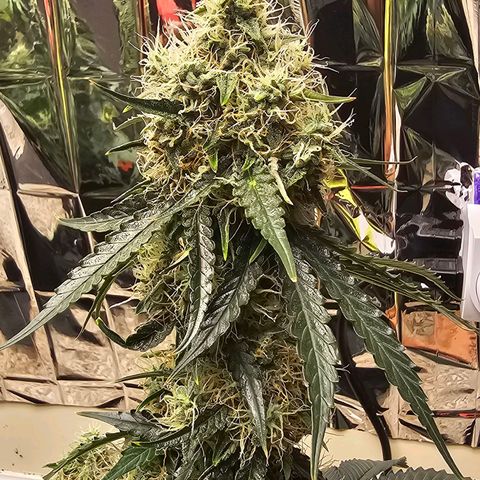 Runtz Autoflower growlog timeline photo