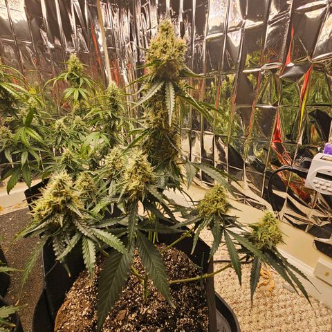Runtz Autoflower growlog timeline photo