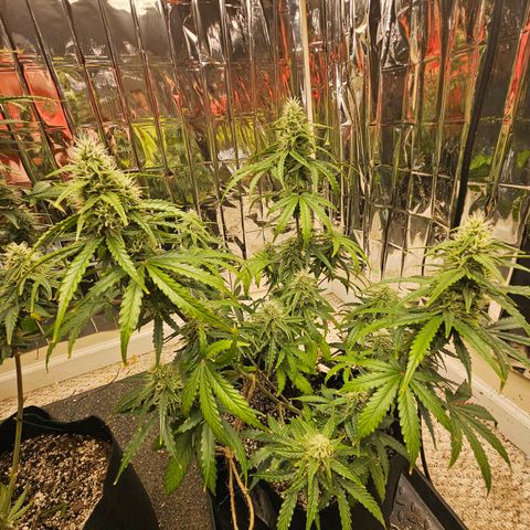 Runtz Autoflower growlog timeline photo