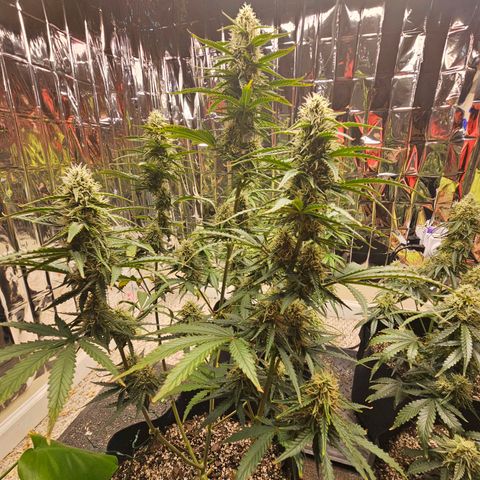 Runtz Autoflower growlog timeline photo