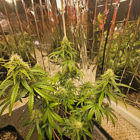 Runtz Autoflower growlog timeline photo
