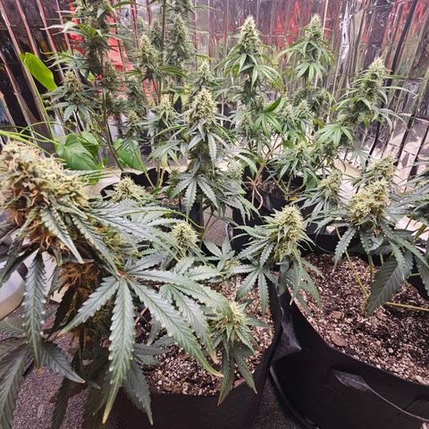 Runtz Autoflower growlog timeline photo