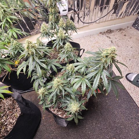 Runtz Autoflower growlog timeline photo