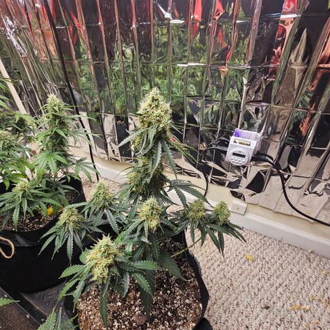 Runtz Autoflower growlog timeline photo
