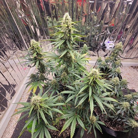 Runtz Autoflower growlog timeline photo