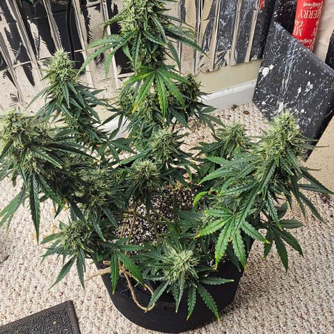 Runtz Autoflower growlog timeline photo