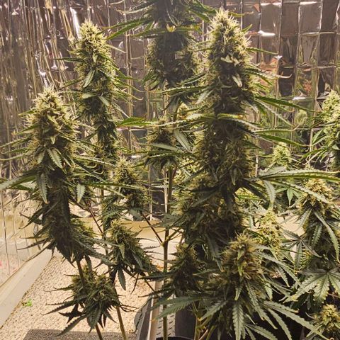 Runtz Autoflower growlog timeline photo