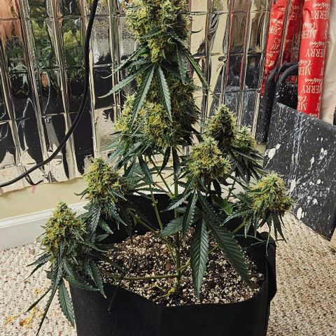 Runtz Autoflower growlog timeline photo