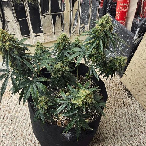 Runtz Autoflower growlog timeline photo