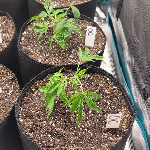 Orange Cookies growlog timeline photo