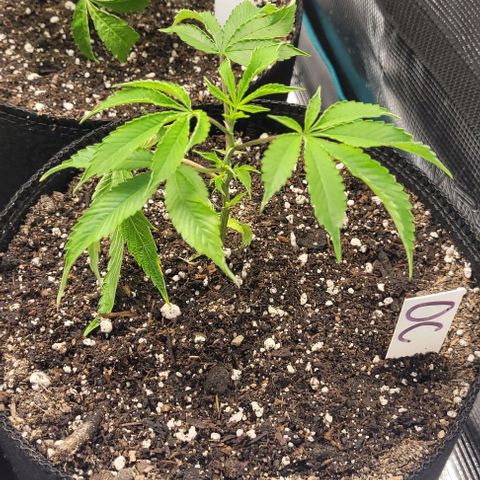 Orange Cookies growlog timeline photo