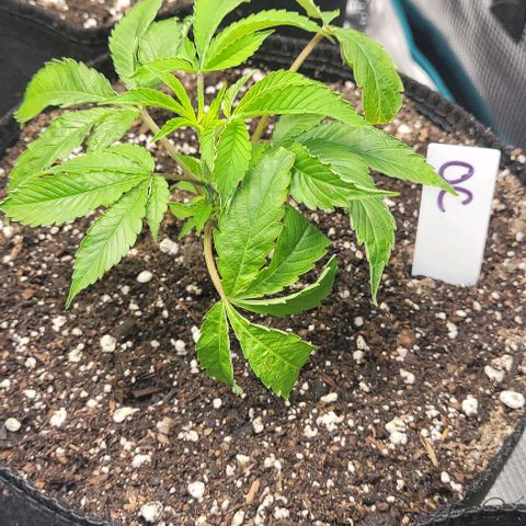 Orange Cookies growlog timeline photo