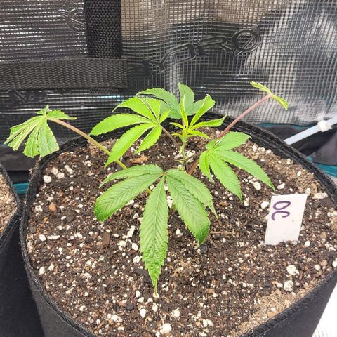 Orange Cookies growlog timeline photo