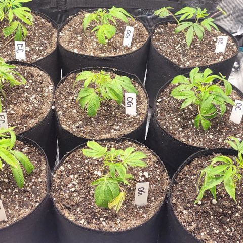 Orange Cookies growlog timeline photo