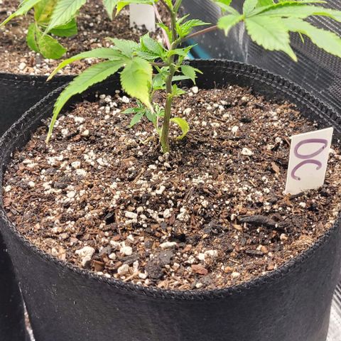 Orange Cookies growlog timeline photo