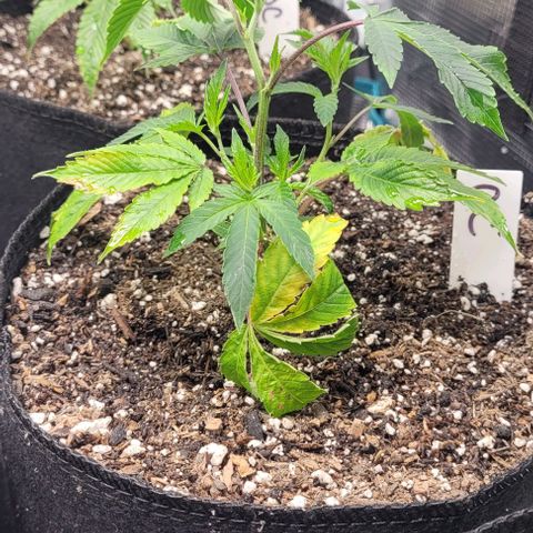 Orange Cookies growlog timeline photo