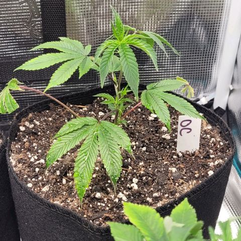 Orange Cookies growlog timeline photo