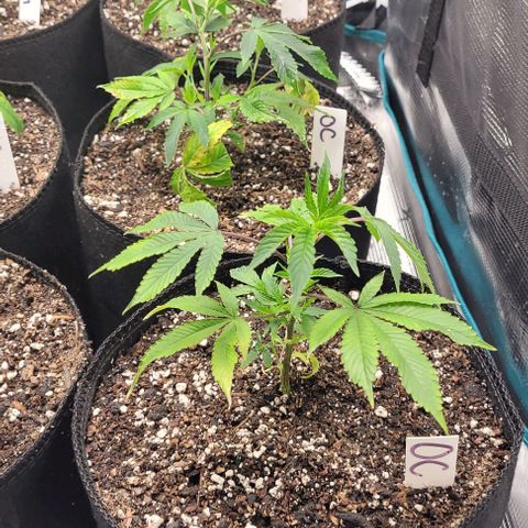 Orange Cookies growlog timeline photo