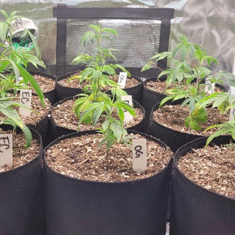 Orange Cookies growlog timeline photo