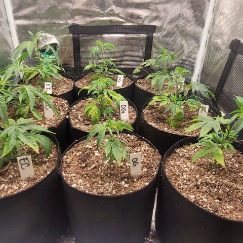 Orange Cookies growlog timeline photo