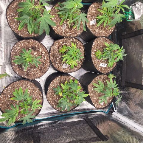 Orange Cookies growlog timeline photo