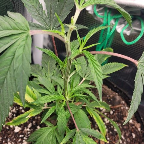 Orange Cookies growlog photo: Topped both back plants 
