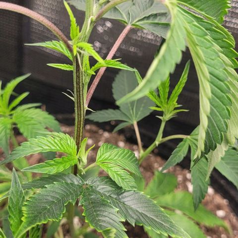 Orange Cookies growlog timeline photo