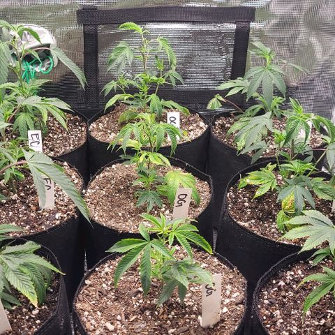 Orange Cookies growlog timeline photo