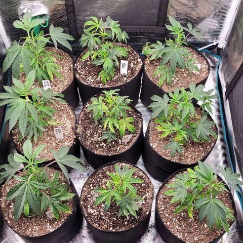 Orange Cookies growlog timeline photo