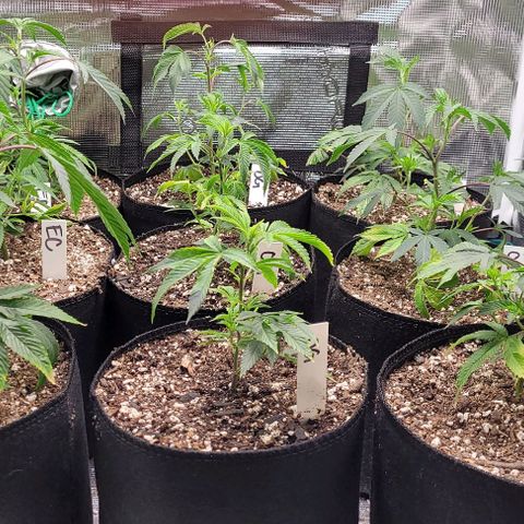 Orange Cookies growlog timeline photo