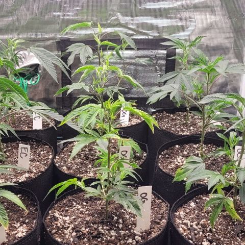 Orange Cookies growlog timeline photo