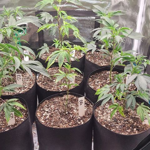 Orange Cookies growlog timeline photo