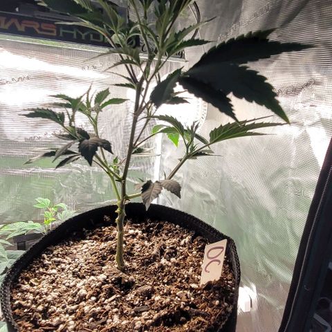 Orange Cookies growlog photo: Humidity got over 90 wiped down and vacuumed. Aired out 