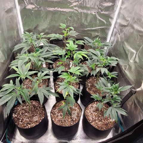Orange Cookies growlog photo: Humidity got over 90 wiped down and vacuumed. Aired out 