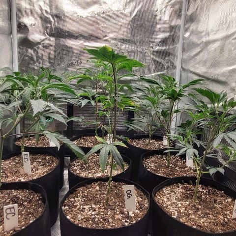 Orange Cookies growlog photo: Humidity got over 90 wiped down and vacuumed. Aired out 
