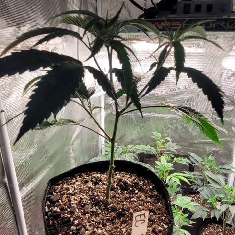 Orange Cookies growlog photo: Humidity got over 90 wiped down and vacuumed. Aired out 