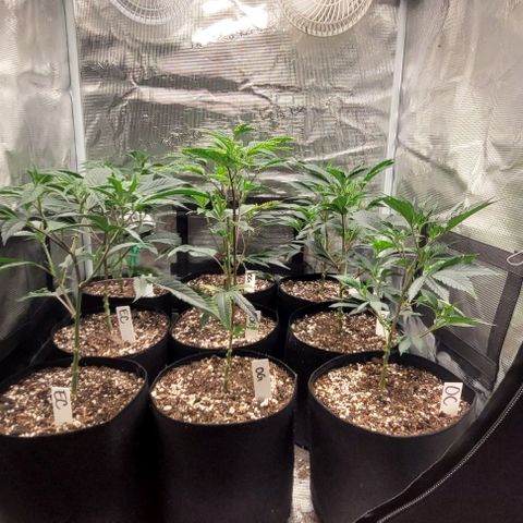 Orange Cookies growlog photo: Humidity got over 90 wiped down and vacuumed. Aired out 
