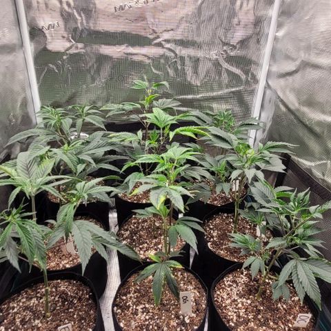 Orange Cookies growlog photo: Humidity got over 90 wiped down and vacuumed. Aired out 