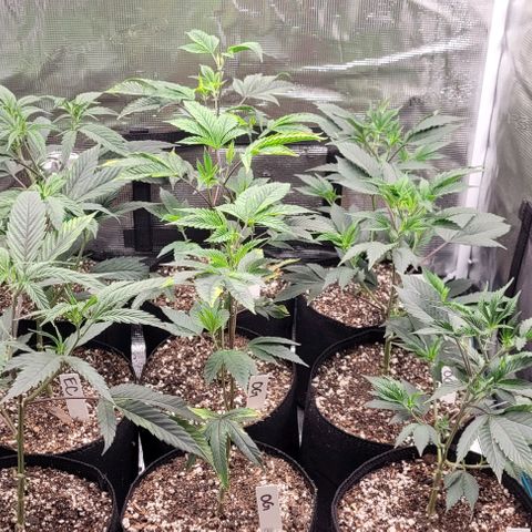 Orange Cookies growlog photo: Humidity got over 90 wiped down and vacuumed. Aired out 